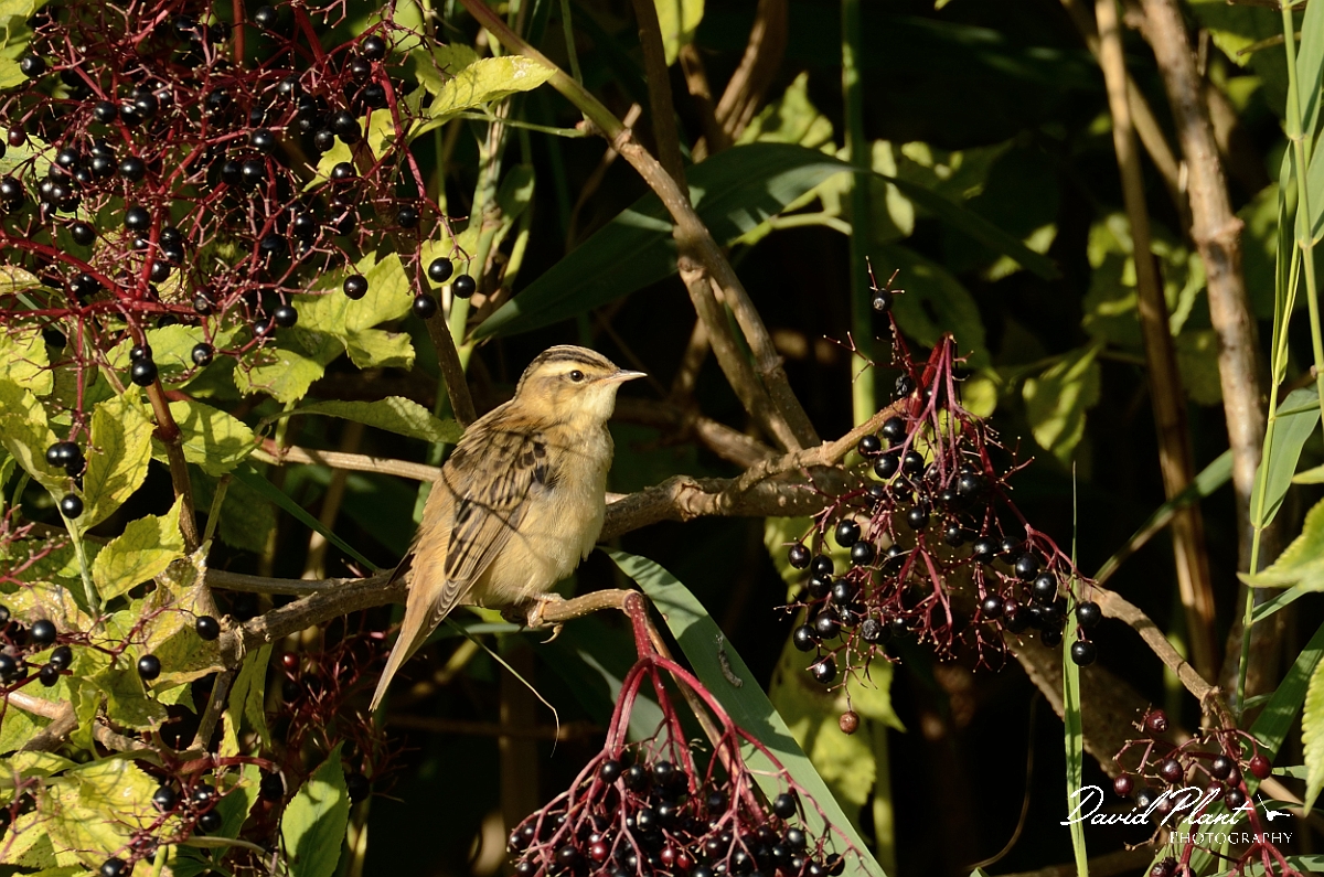 David Plant Photography - Wildlife Photography - Sedge warbler - C.jpg - Sedge warbler in elder - Cambridgshire
