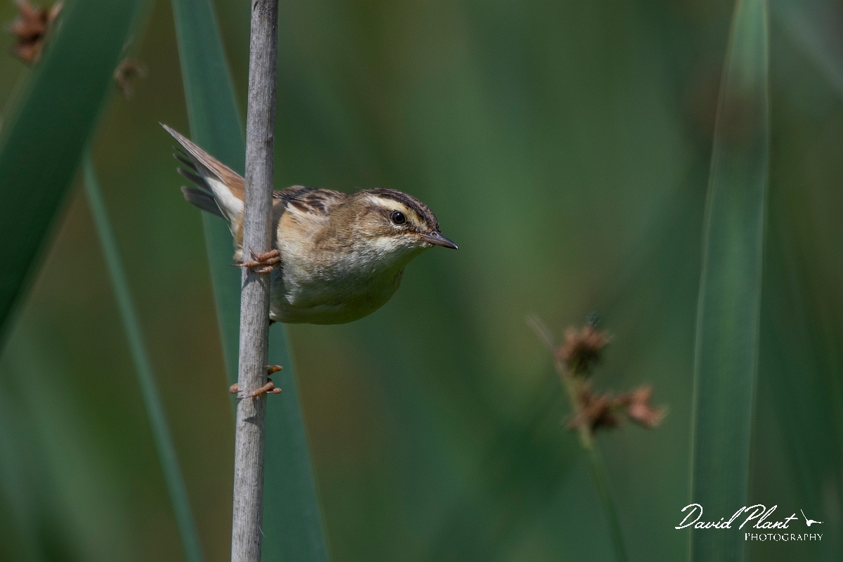 David Plant Photography - Wildlife Photography - Sedge warbler - D.JPG - Sedge warbler - Oxfordshire