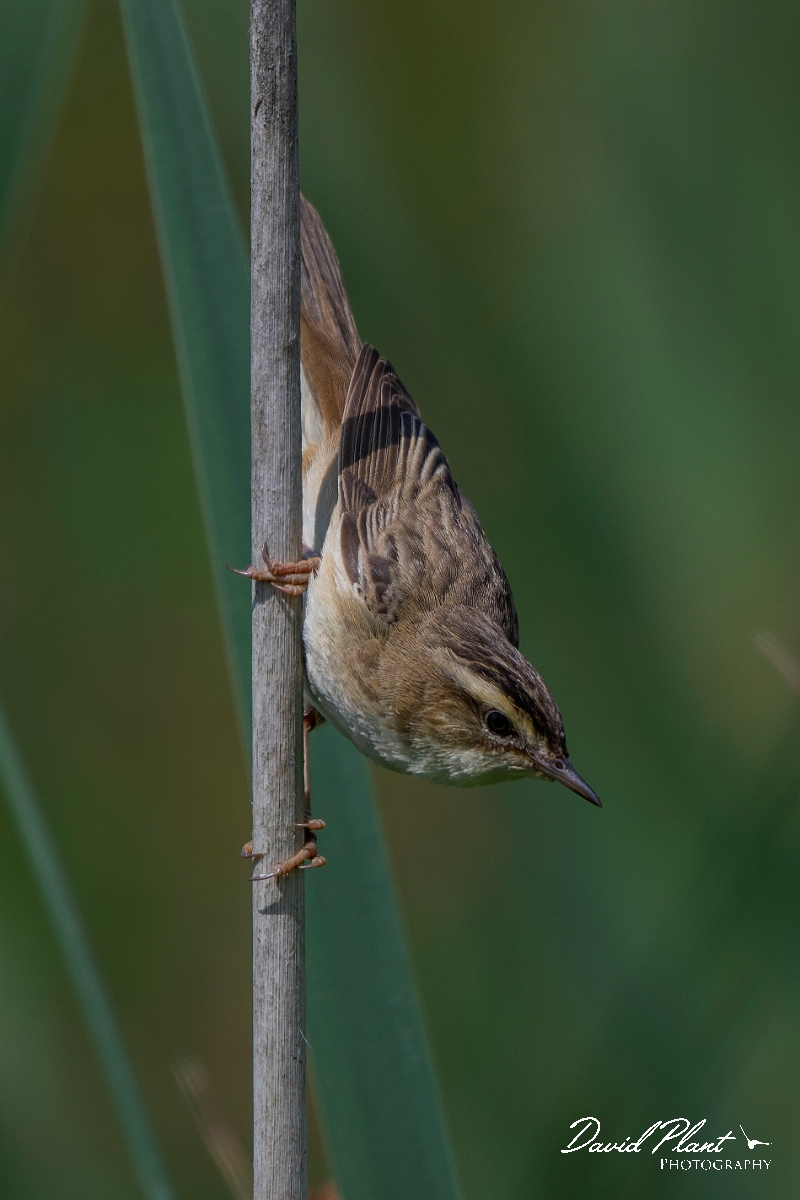 David Plant Photography - Wildlife Photography - Sedge warbler - E.JPG - Sedge warbler - Oxfordshire
