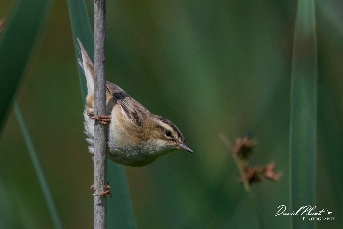 David Plant Photography - Wildlife Photography - Sedge warbler - F.JPG - Sedge warbler - Oxfordshire
