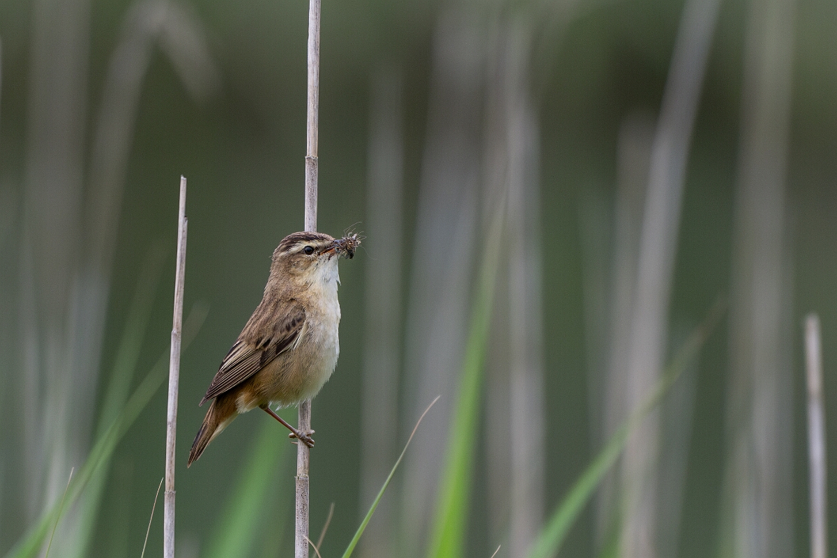 David Plant Photography - Wildlife Photography - Sedge warbler - G.jpg - Sedge warbler - Cornwall