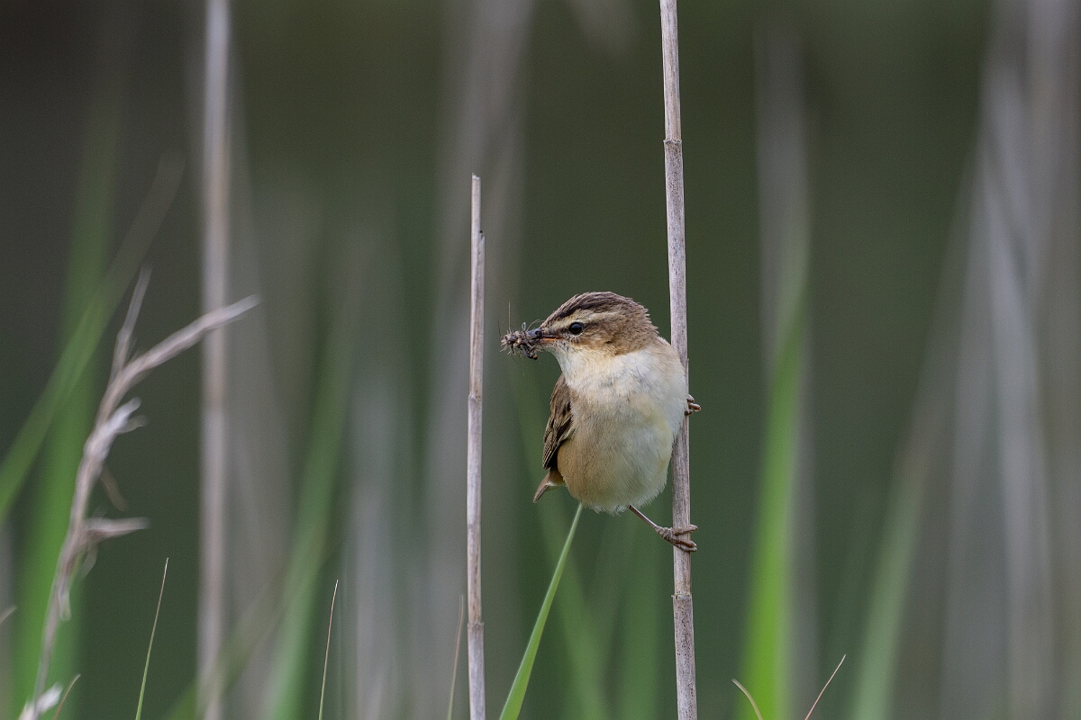 David Plant Photography - Wildlife Photography - Sedge warbler - H.jpg - Sedge warbler - Cornwall