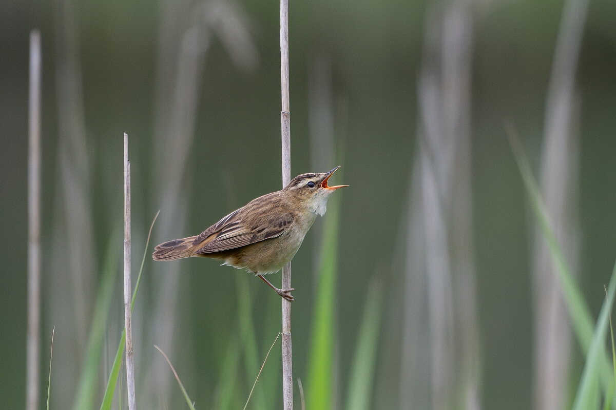 David Plant Photography - Wildlife Photography - Sedge warbler - J.jpg - Sedge warbler - Cornwall