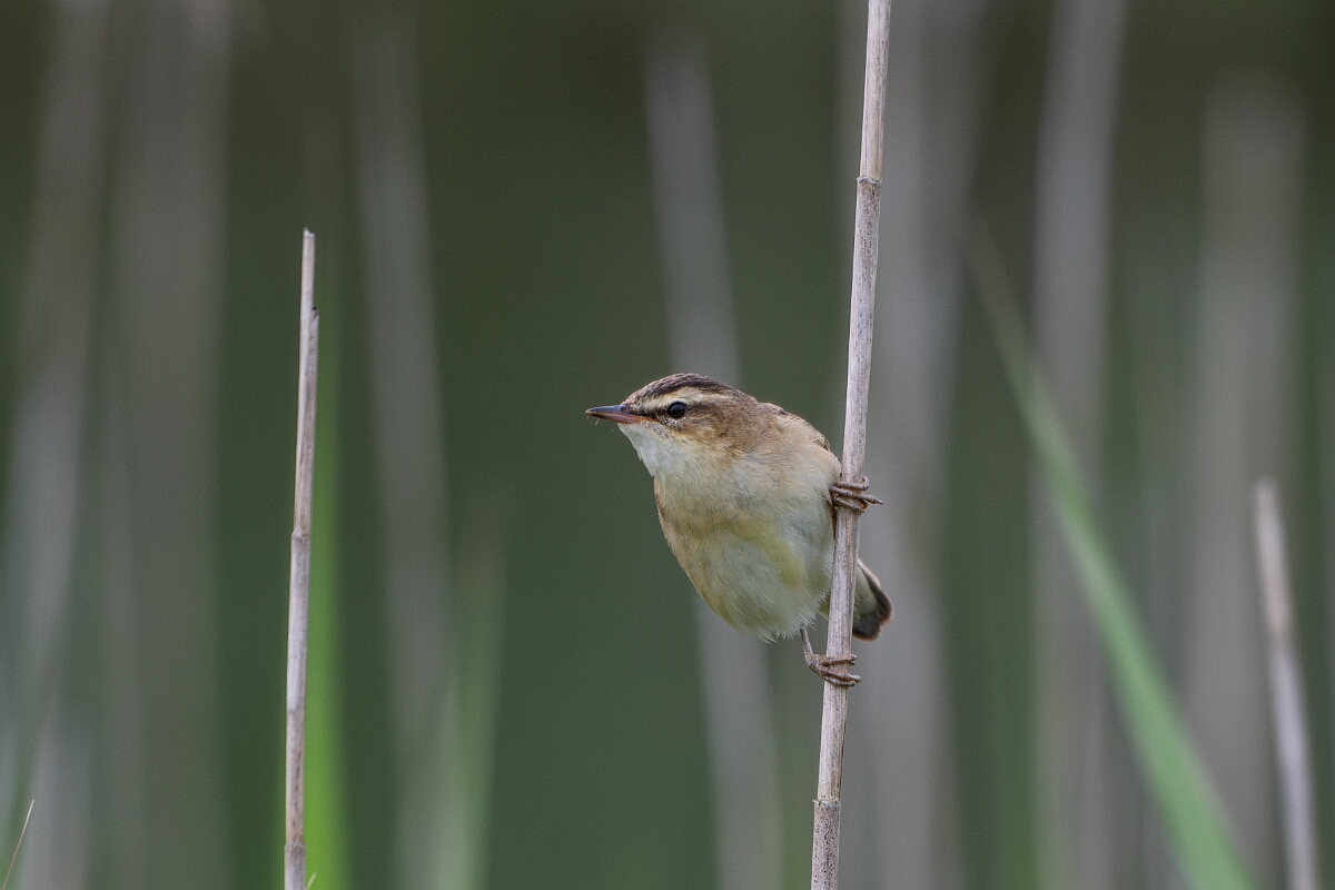 David Plant Photography - Wildlife Photography - Sedge warbler - K.jpg - Sedge warbler - Cornwall