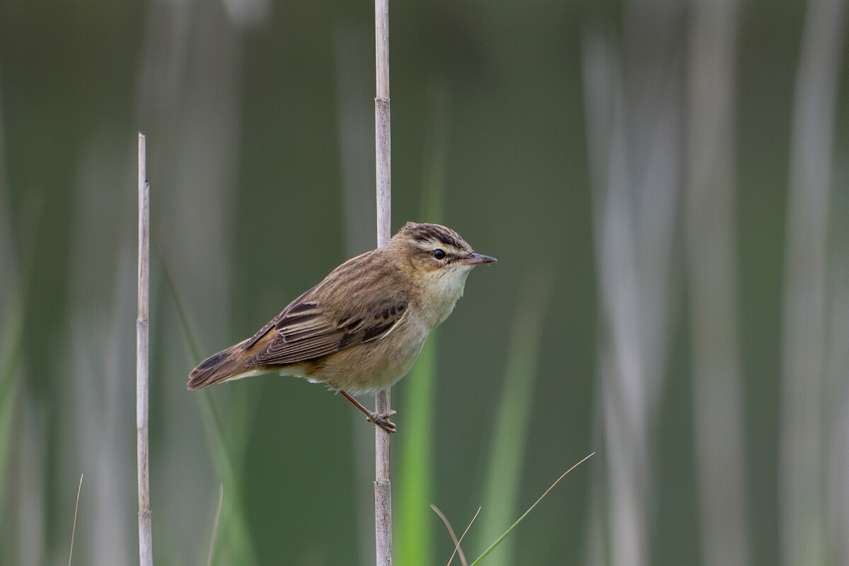 David Plant Photography - Wildlife Photography - Sedge warbler - L.jpg - Sedge warbler - Cornwall