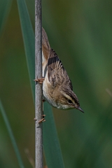 David Plant Photography - Wildlife Photography - Sedge warbler - E