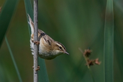 David Plant Photography - Wildlife Photography - Sedge warbler - F