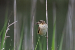David Plant Photography - Wildlife Photography - Sedge warbler - H