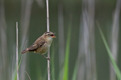 David Plant Photography - Wildlife Photography - Sedge warbler - I