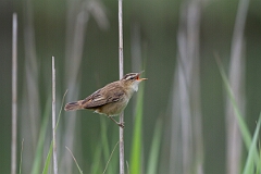 David Plant Photography - Wildlife Photography - Sedge warbler - J