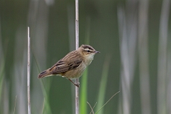 David Plant Photography - Wildlife Photography - Sedge warbler - L