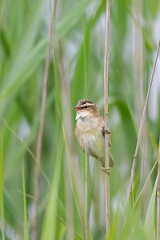 David Plant Photography - Wildlife Photography - Sedge warbler - M