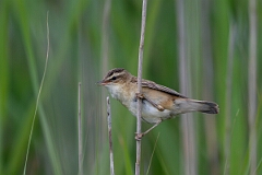 David Plant Photography - Wildlife Photography - Sedge warbler - O