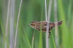 David Plant Photography - Wildlife Photography - Sedge warbler - P