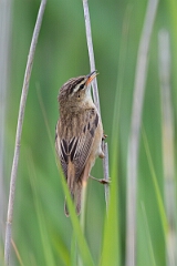 David Plant Photography - Wildlife Photography - Sedge warbler - Q