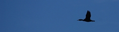 David Plant Photography - Wildlife Photographer - Shag in flight - A