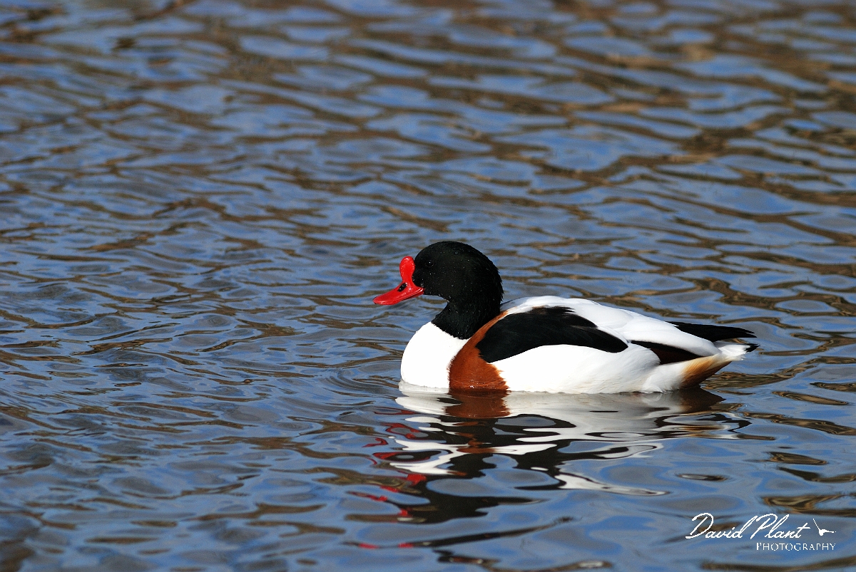 David Plant Photography - Wildlife Photographer - Shelduck - B.jpg - Shelduck - Slimbridge