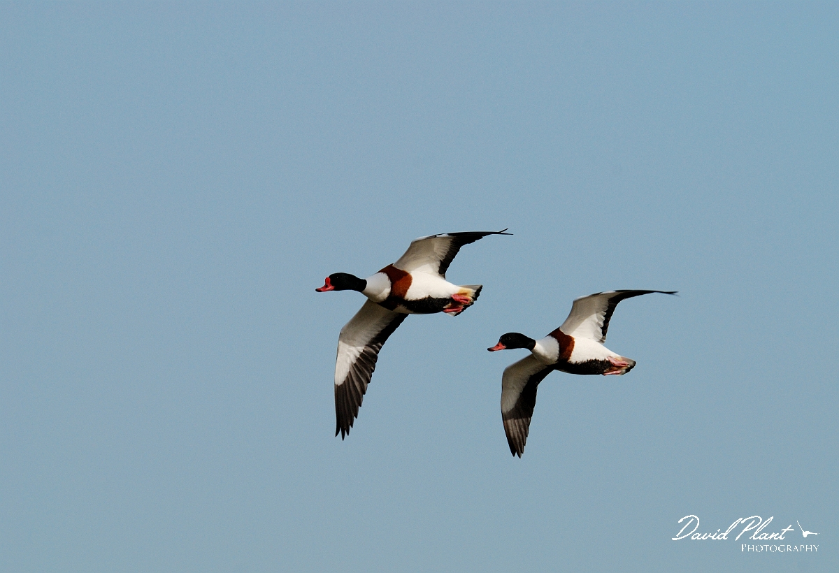 David Plant Photography - Wildlife Photographer - Shelducks - A.jpg - Shelducks in flight - Slimbridge