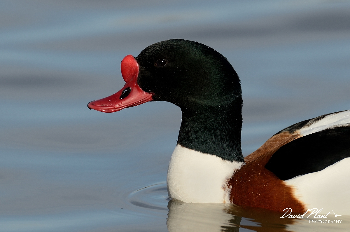 David Plant Photography - Wildlife Photography - Shelduck - G.jpg - Shelduck, male head - Slimbridge