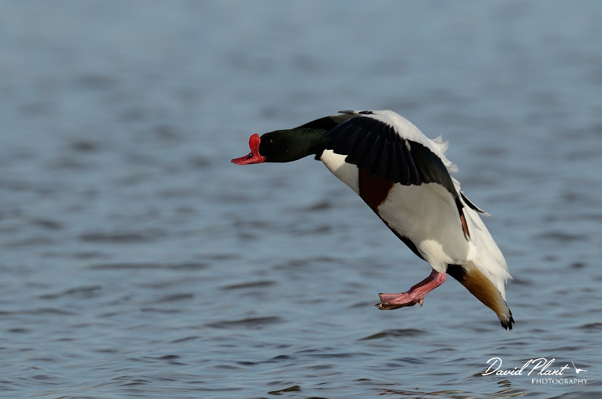 David Plant Photography - Wildlife Photography - Shelduck - H.jpg - Shelduck, male landing - Slimbridge
