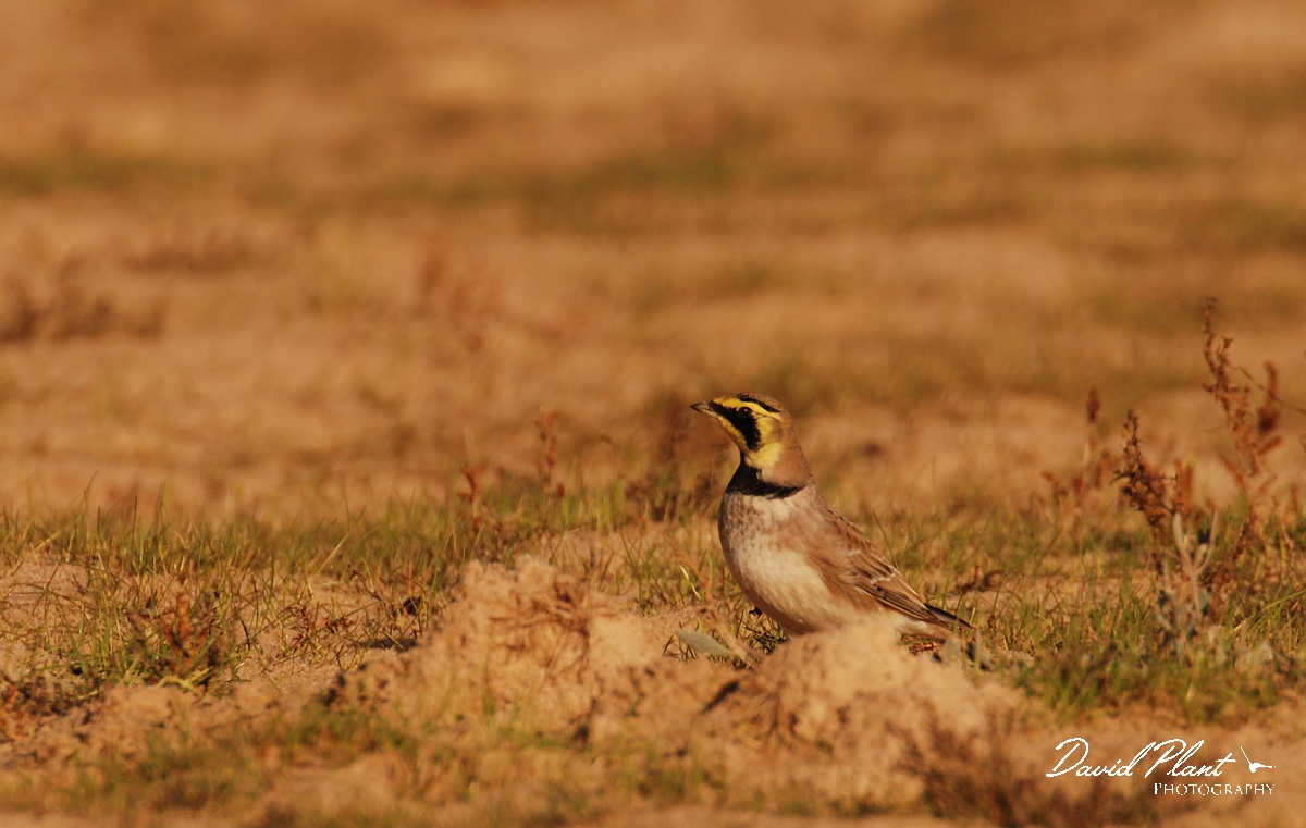 David Plant Photography - Wildlife Photographer - Shore lark - C.jpg - Shore lark - Norfolk