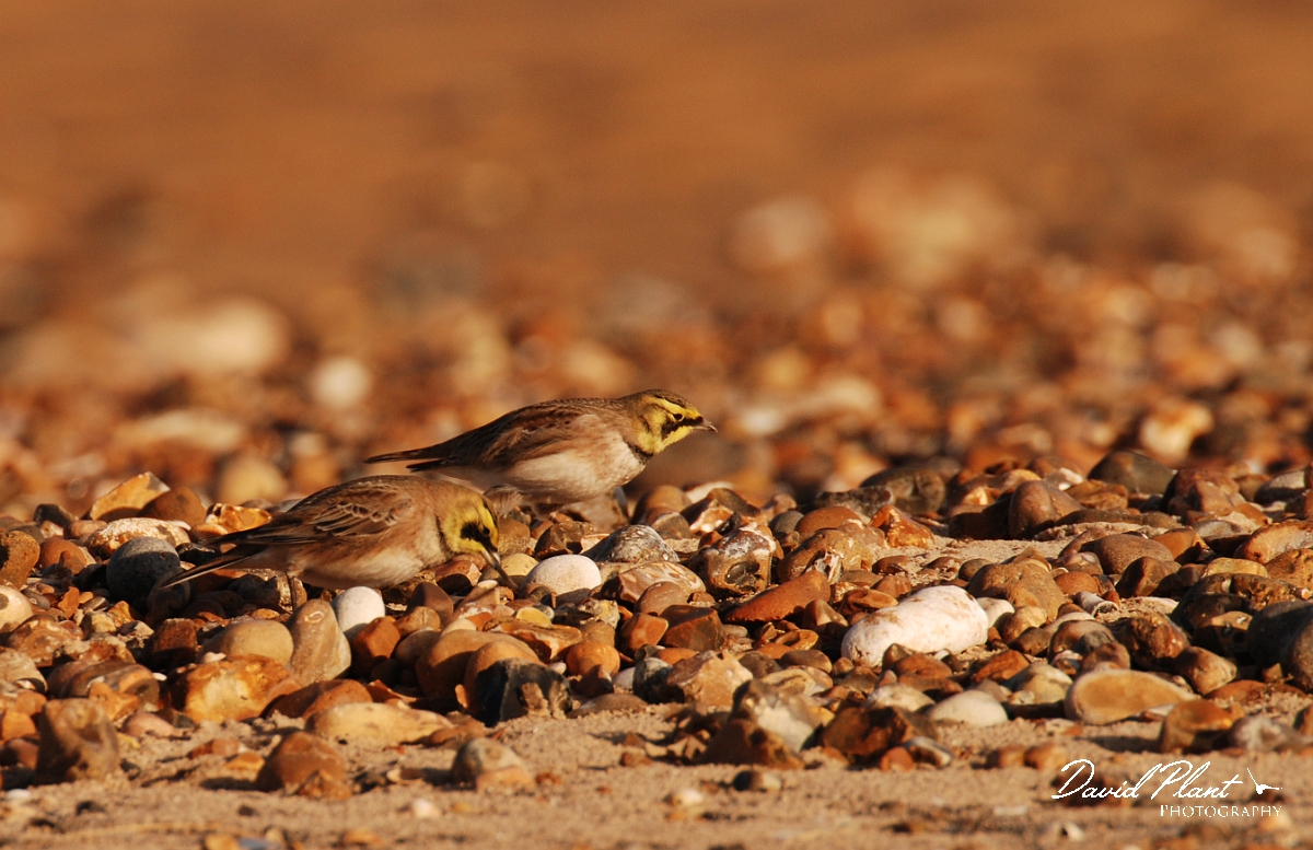 David Plant Photography - Wildlife Photographer - Shore lark pair - A.jpg - Shore lark pair - Norfolk
