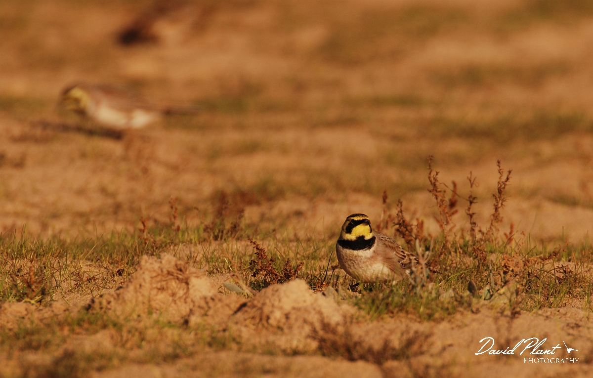 David Plant Photography - Wildlife Photographer - Shore lark pair - B.jpg - Shore lark pair - Norfolk