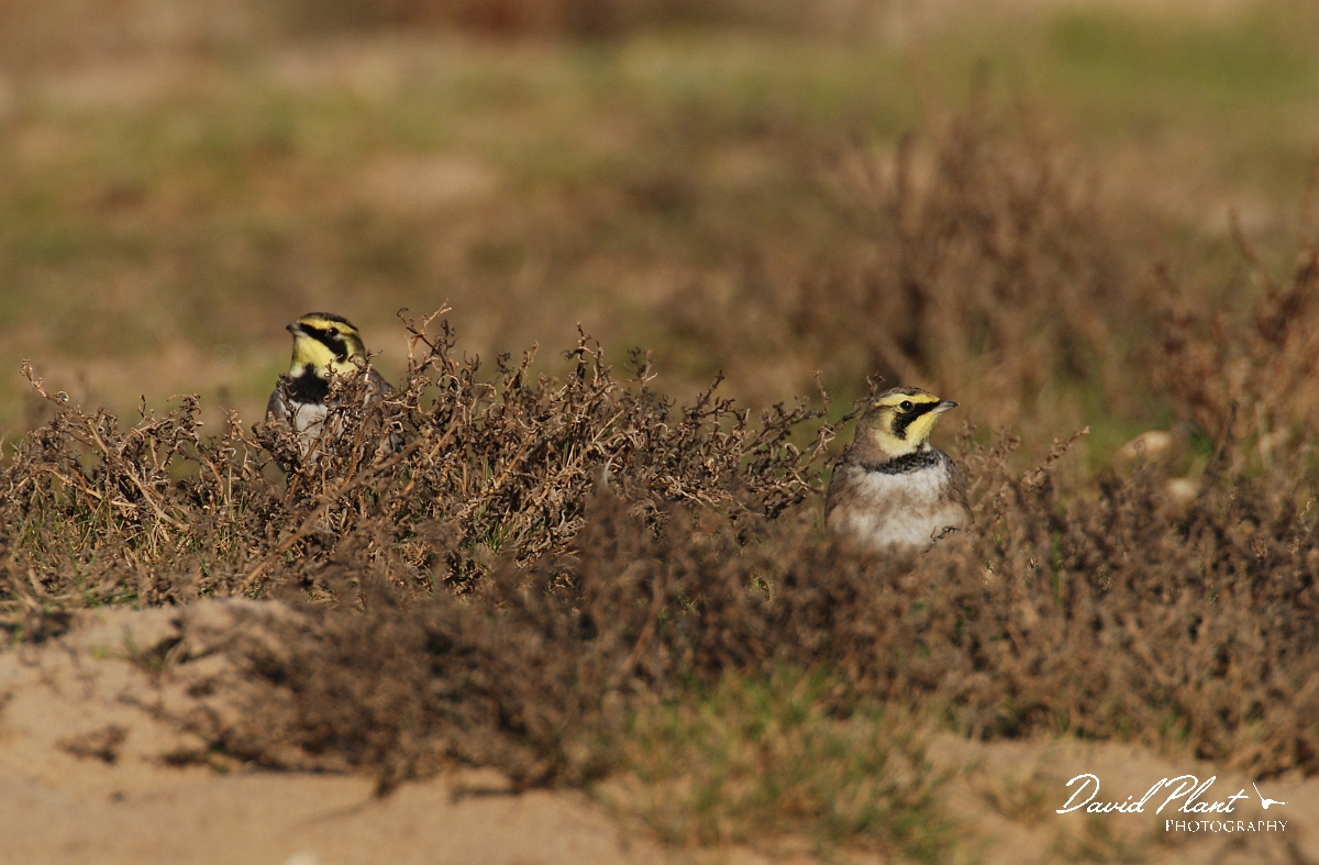 David Plant Photography - Wildlife Photographer - Shore lark pair - D.jpg - Shore lark pair - Norfolk