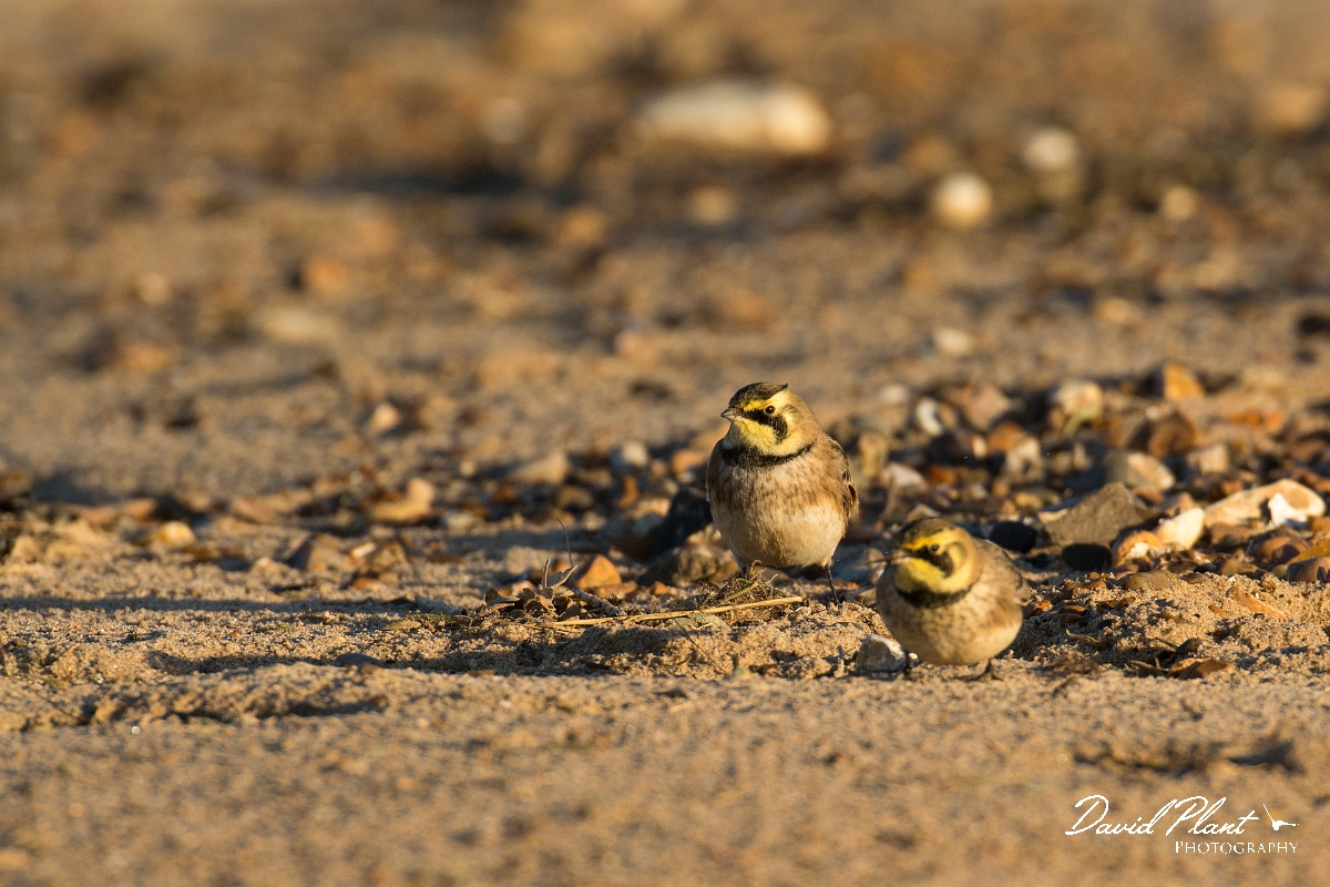 David Plant Photography - Wildlife Photography - Shore lark - H.jpg - Shore lark pair - Norfolk