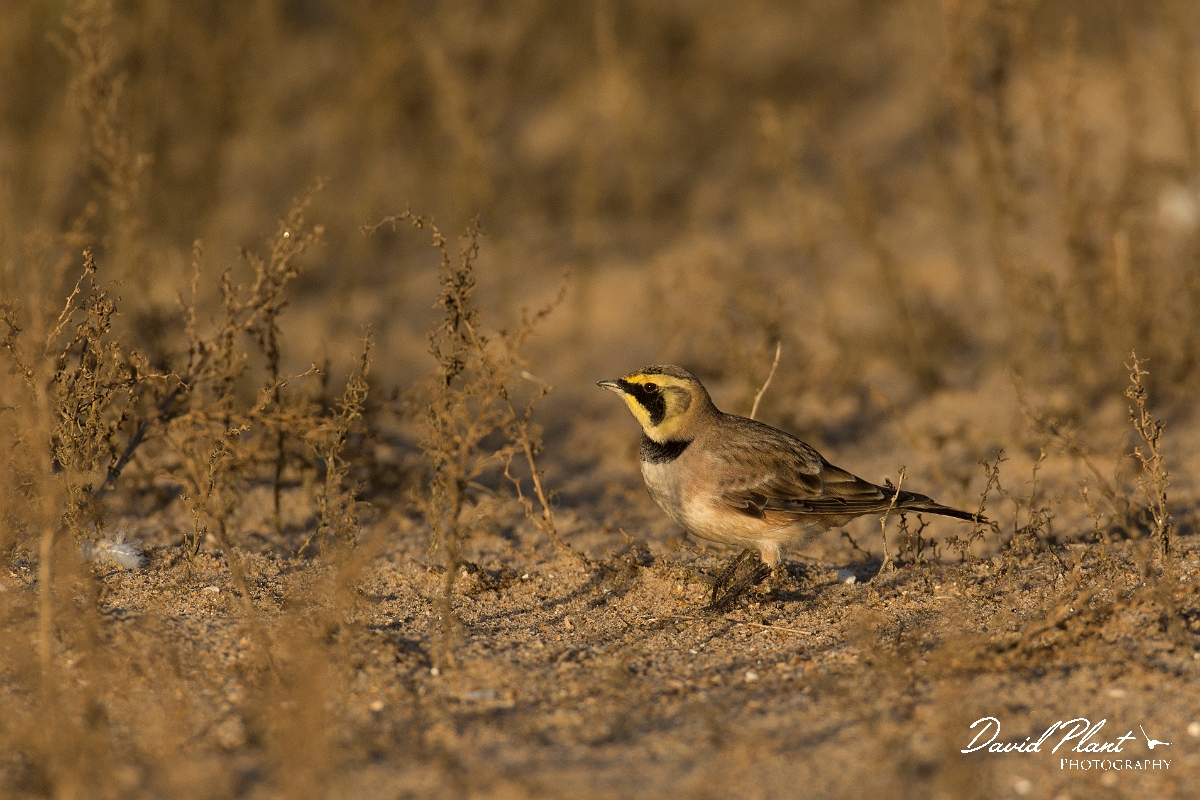 David Plant Photography - Wildlife Photography - Shore lark - I.jpg - Shore lark - Norfolk