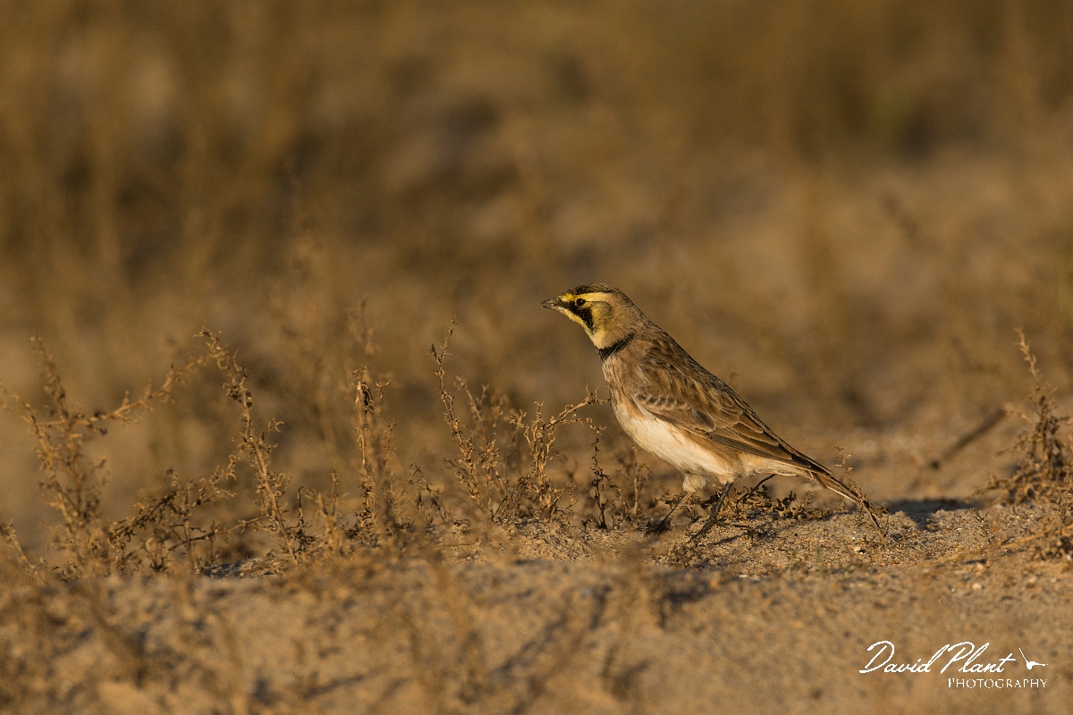 David Plant Photography - Wildlife Photography - Shore lark - K.jpg - Shore lark - Norfolk