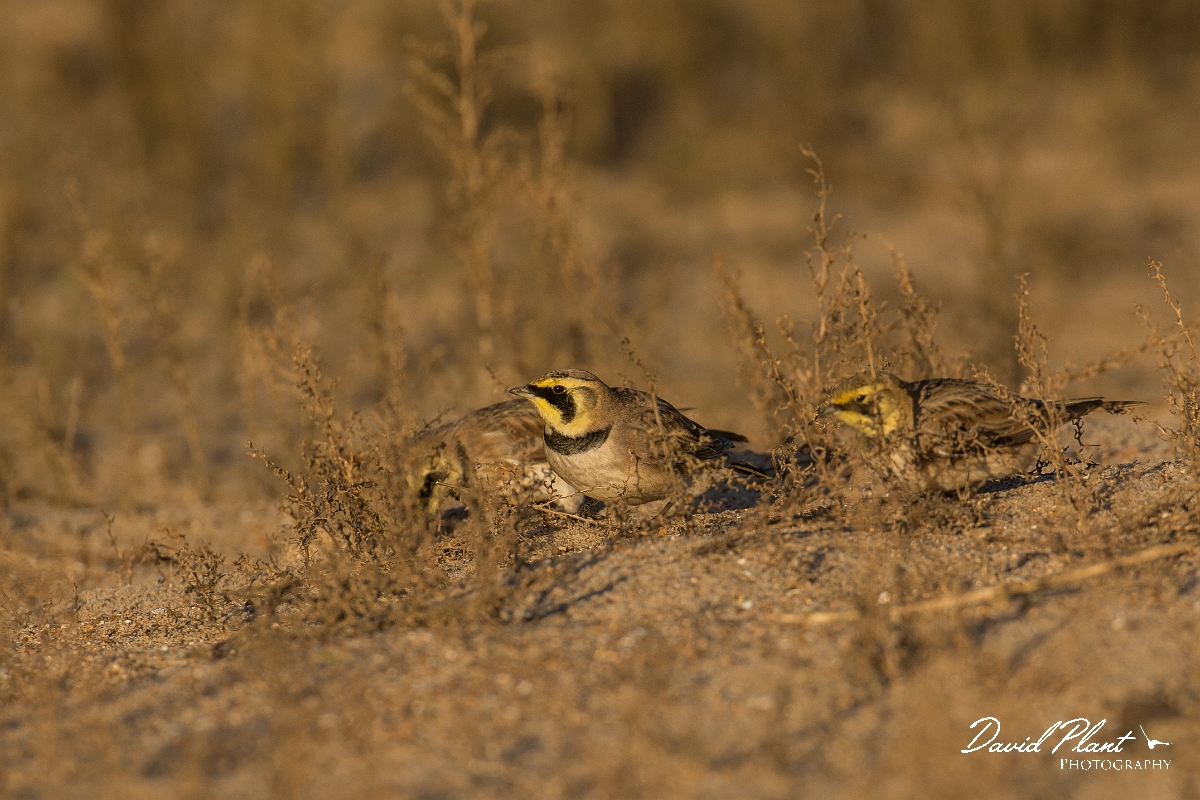 David Plant Photography - Wildlife Photography - Shore lark - L.jpg - Shore lark trio - Norfolk