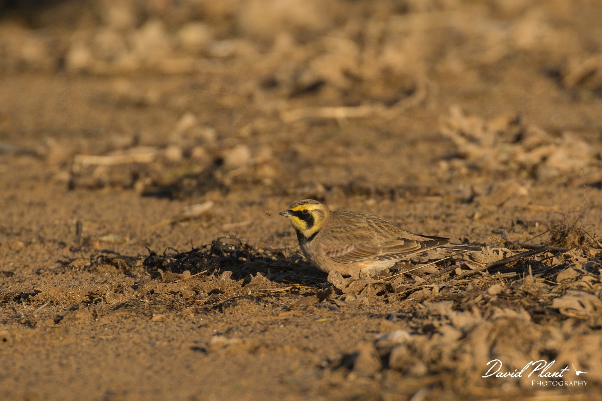 David Plant Photography - Wildlife Photography - Shore lark - M.jpg - Shore lark - Norfolk