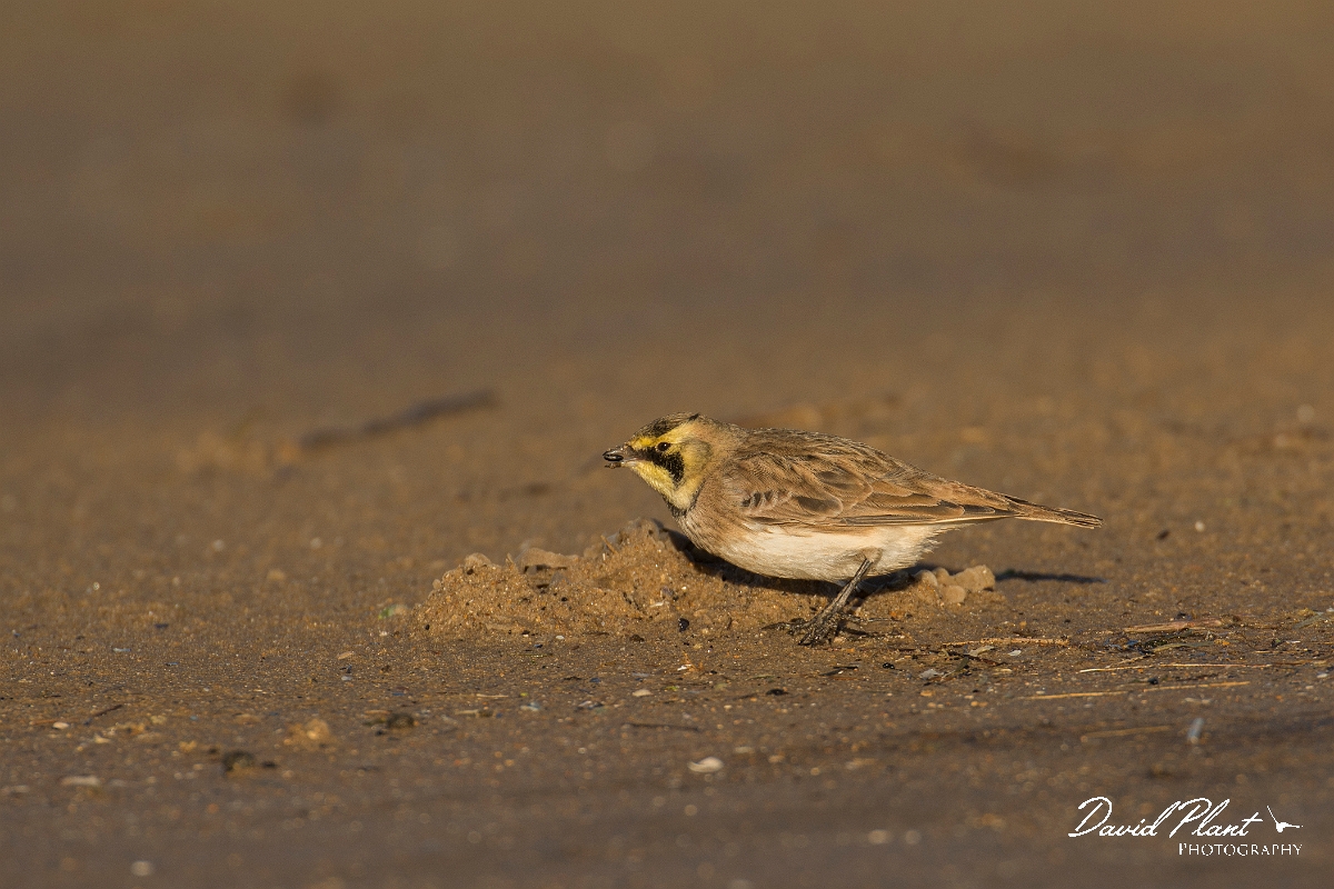 David Plant Photography - Wildlife Photography - Shore lark - N.jpg - Shore lark - Norfolk