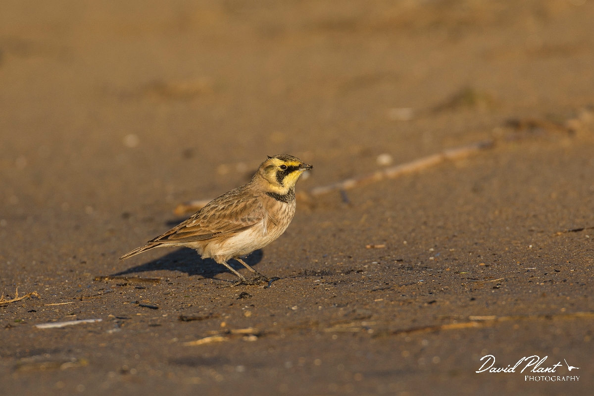 David Plant Photography - Wildlife Photography - Shore lark - O.jpg - Shore lark - Norfolk