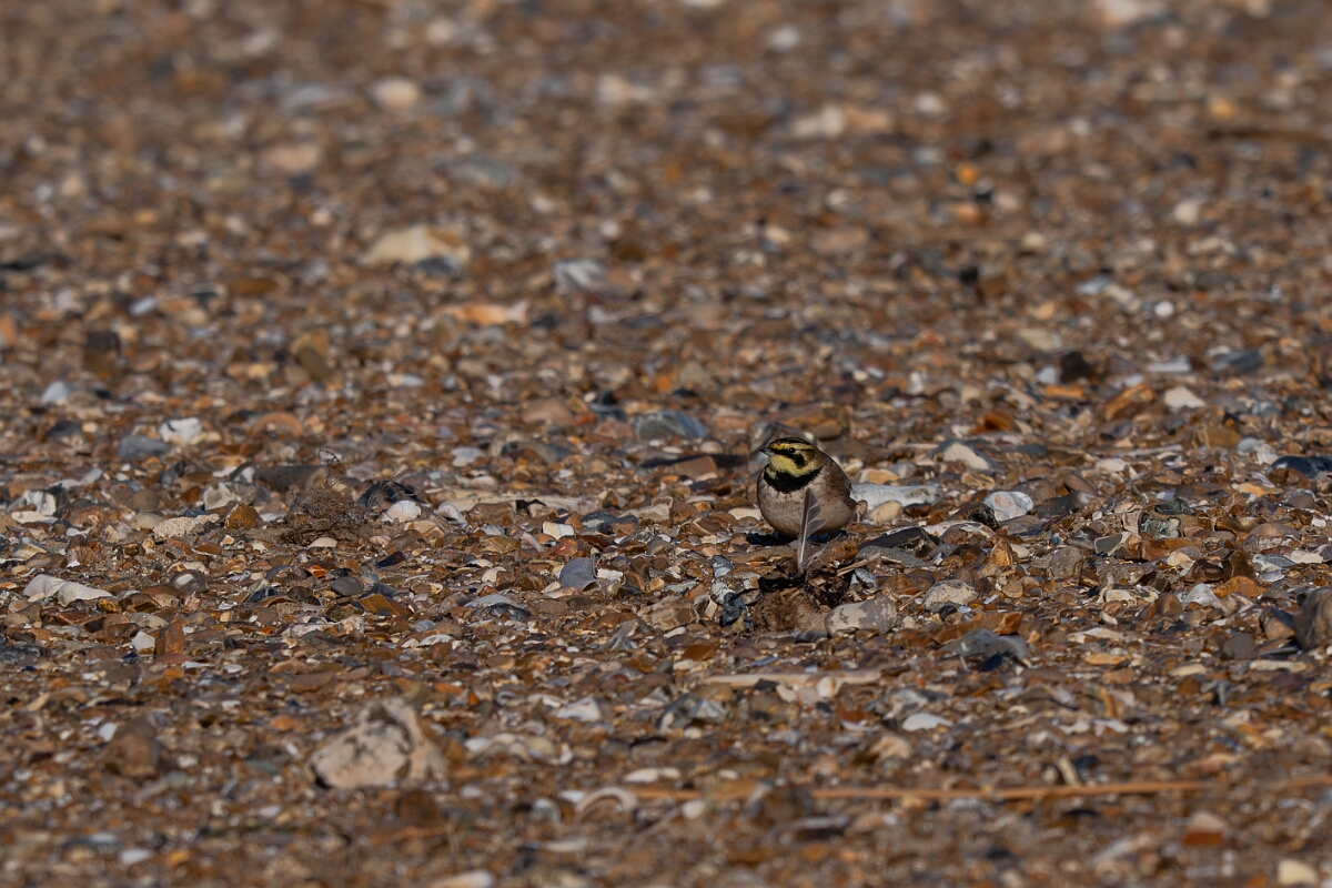 David Plant Photography - Wildlife Photography - Shore lark - P.jpg - Shore lark - Norfolk