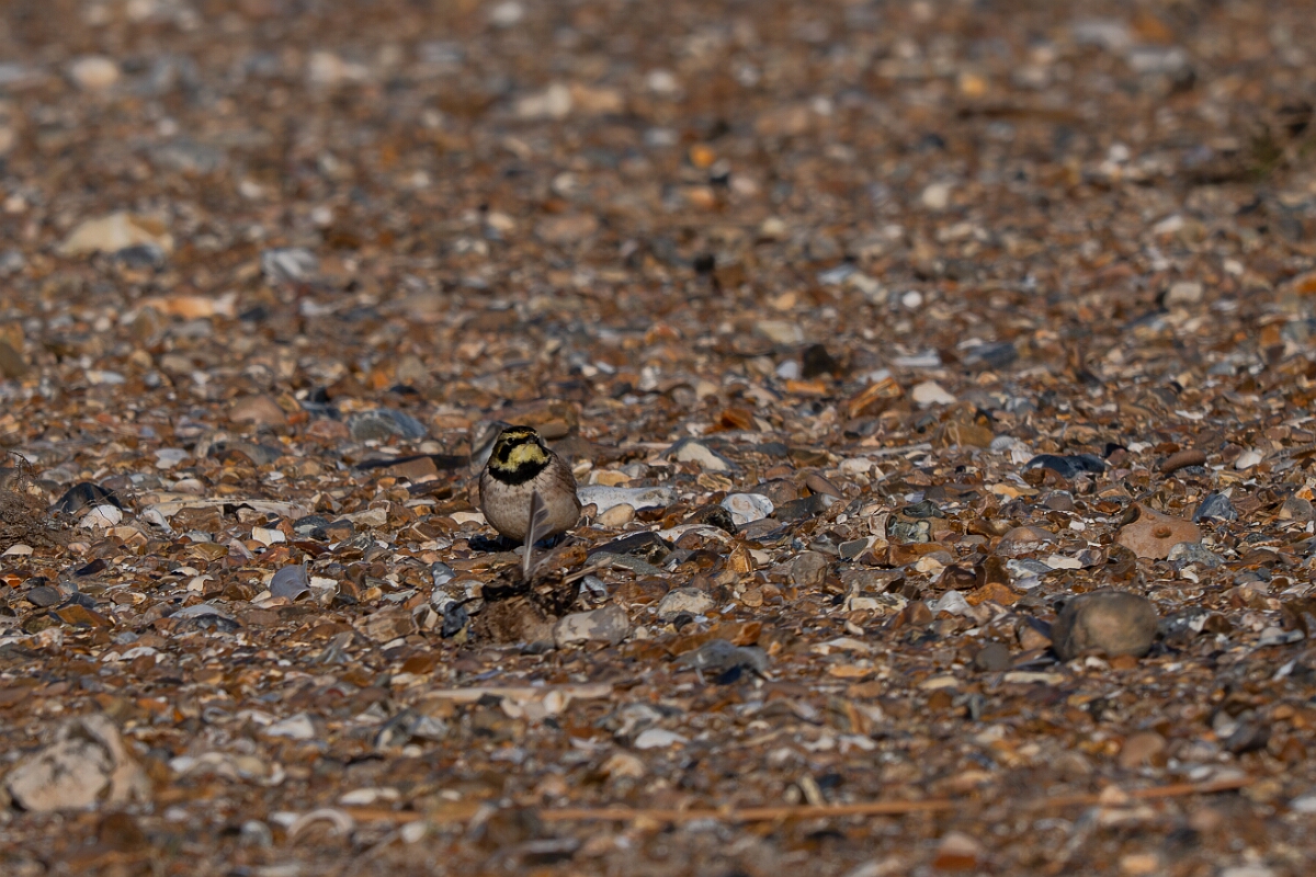 David Plant Photography - Wildlife Photography - Shore lark - Q.jpg - Shore lark - Norfolk