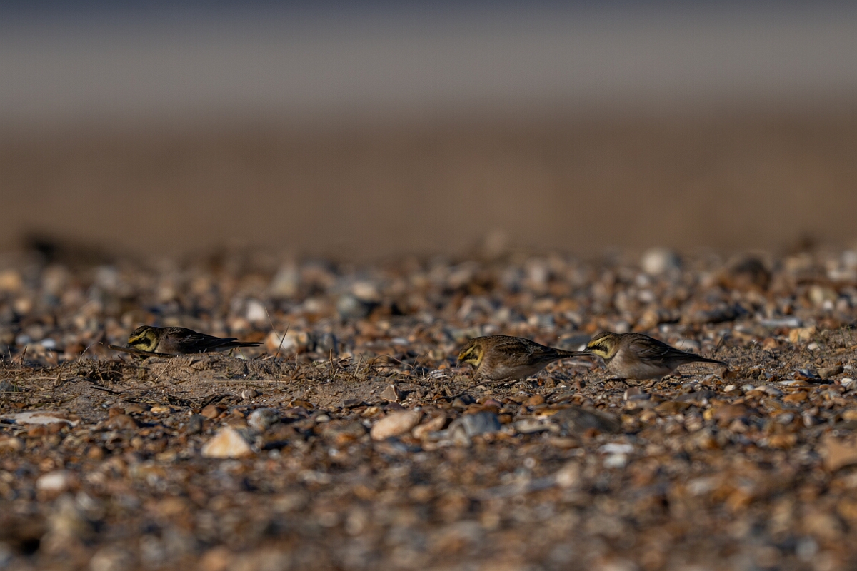David Plant Photography - Wildlife Photography - Shore lark - S.jpg - Shore lark - Norfolk