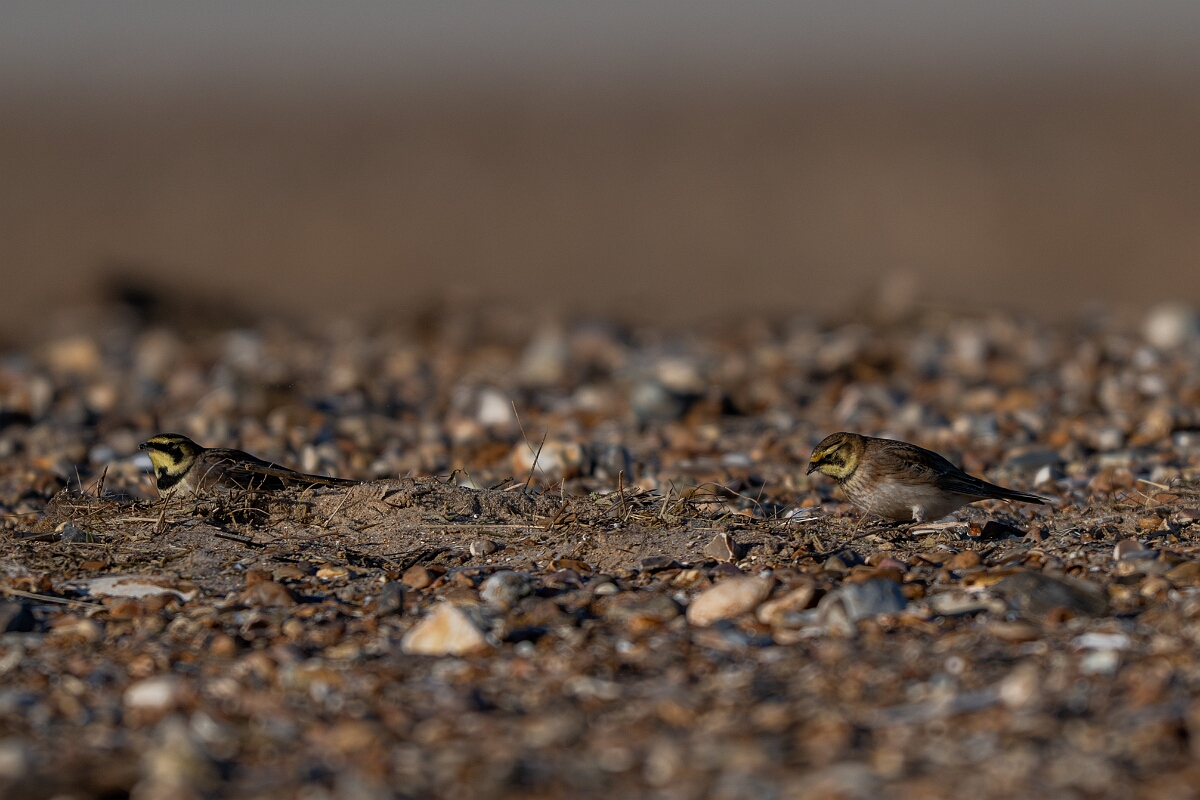 David Plant Photography - Wildlife Photography - Shore lark - T.jpg - Shore lark - Norfolk