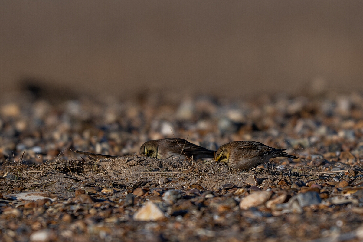 David Plant Photography - Wildlife Photography - Shore lark - U.jpg - Shore lark - Norfolk