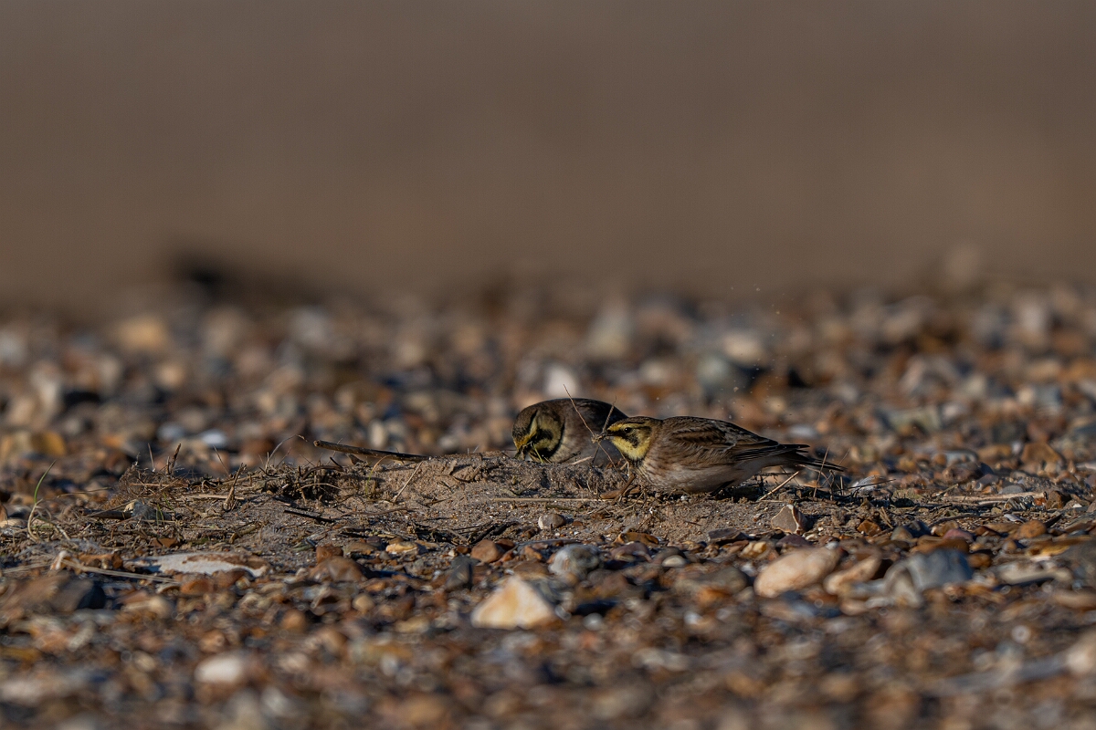 David Plant Photography - Wildlife Photography - Shore lark - V.jpg - Shore lark - Norfolk