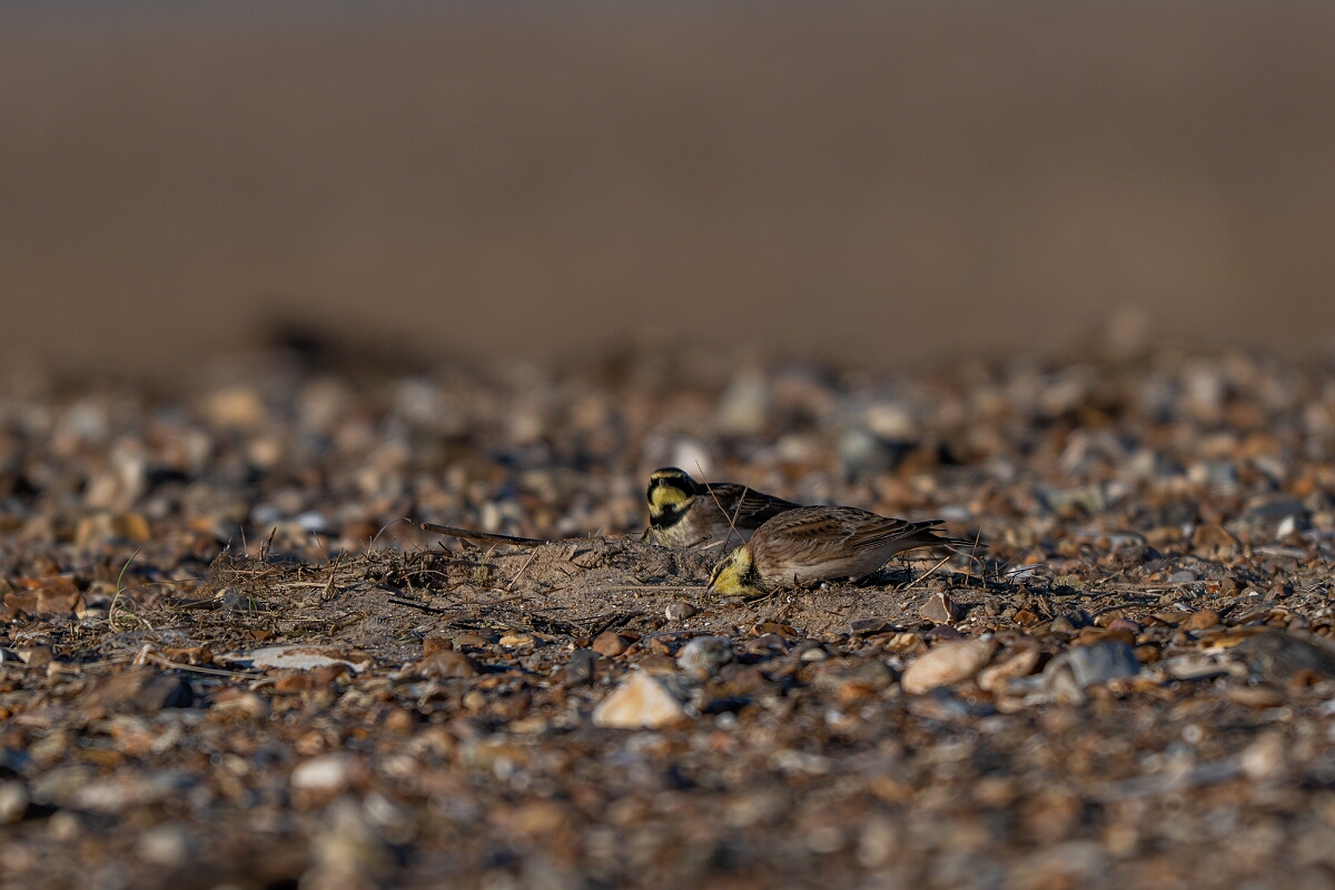 David Plant Photography - Wildlife Photography - Shore lark - W.jpg - Shore lark - Norfolk
