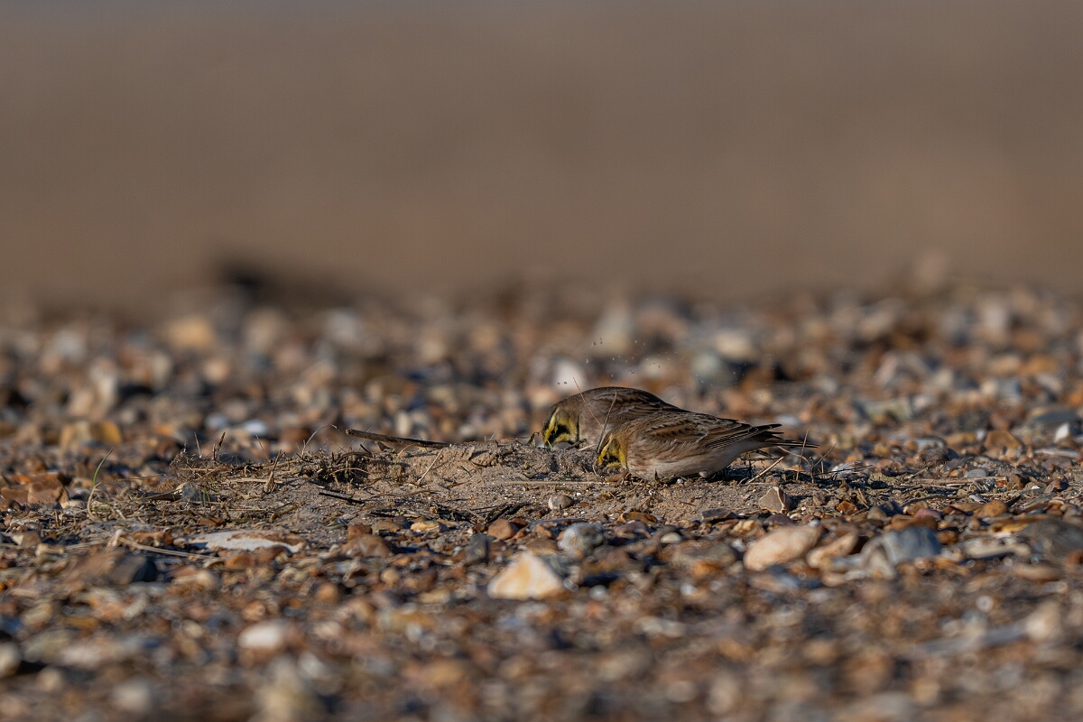 David Plant Photography - Wildlife Photography - Shore lark - X.jpg - Shore lark - Norfolk