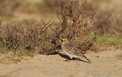 David Plant Photography - Wildlife Photographer - Shore lark - E