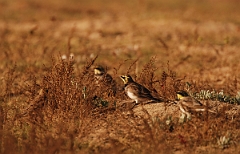 David Plant Photography - Wildlife Photographer - Shore lark group - G