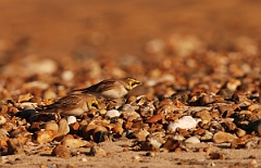 David Plant Photography - Wildlife Photographer - Shore lark pair - A
