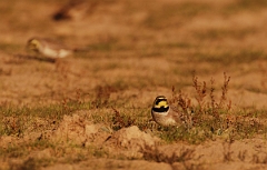 David Plant Photography - Wildlife Photographer - Shore lark pair - B