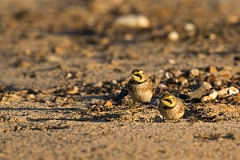 David Plant Photography - Wildlife Photography - Shore lark - H