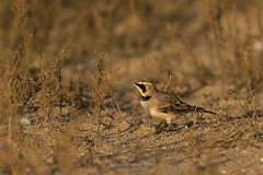 David Plant Photography - Wildlife Photography - Shore lark - I
