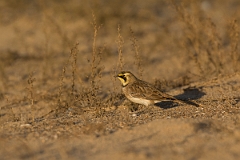 David Plant Photography - Wildlife Photography - Shore lark - J